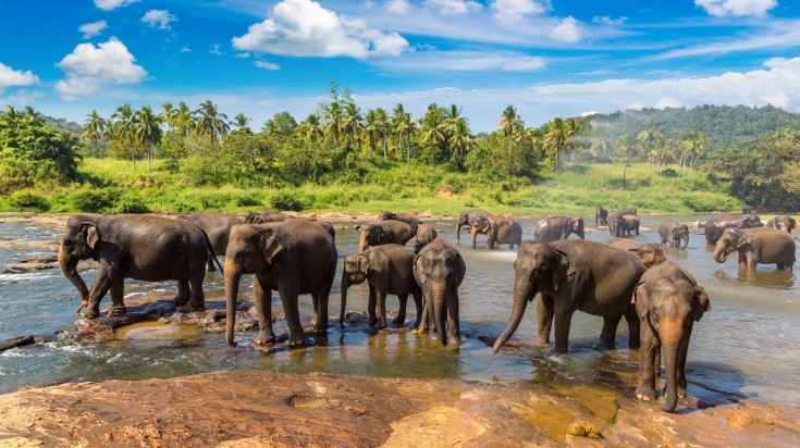 Herd of elephants at the river in Sri Lanka in September