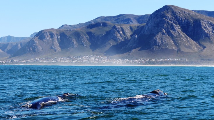 Whales in the water near Hermanus, one of the top places to visit in South