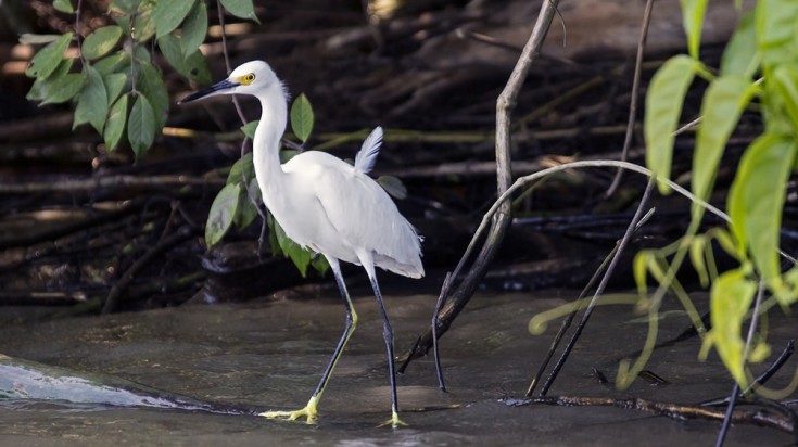 Tortuguero is also home to many species of birds