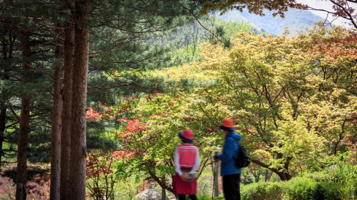 Two tourist hikers in mountain forests of South Korea on a clear day.