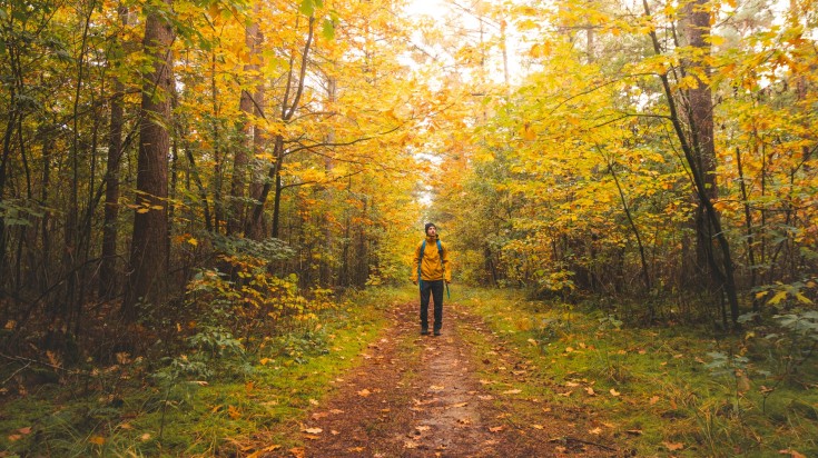 A hiker walking through colorful autumn forest in Hoge National Park at Belgium in October A hiker walking through colorful autumn