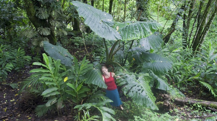 Rincon de la Vieja has two popular hiking trails within the park.