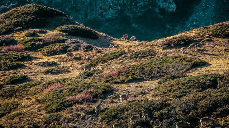 Himalayan Musk deer grazing at slopes of Annapurna Conservation area.