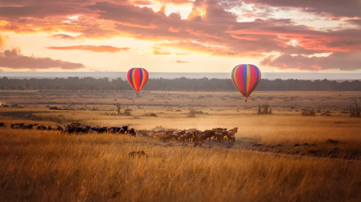Hot air balloons over a herd of wildebeests as seen in Maasai Mara. Hot air balloons over a herd of wildebeests as seen in Maasai Mara.