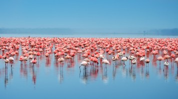 Hundreds of pink flamingos in Lake Nakuru.