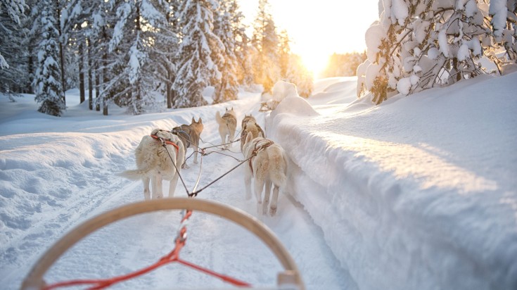 Huskies walking in the snow in Finland during winter.