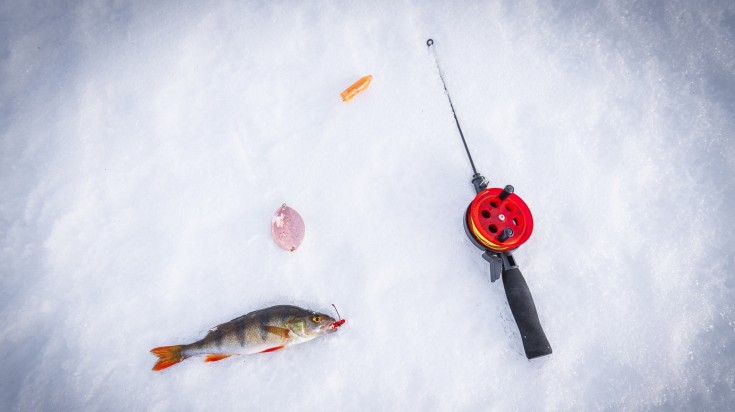 Fish rod with perch brought in the ice during winter in Finland. Fish rod with perch brought in the ice during winter in Finland.