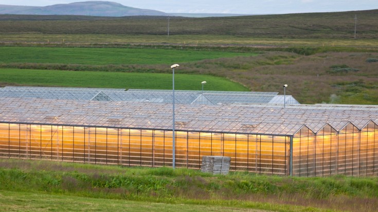 Potatoes are a staple in Iceland food and are grown in greenhouses