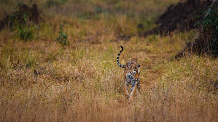 Tiger Safari in Kanha National Park