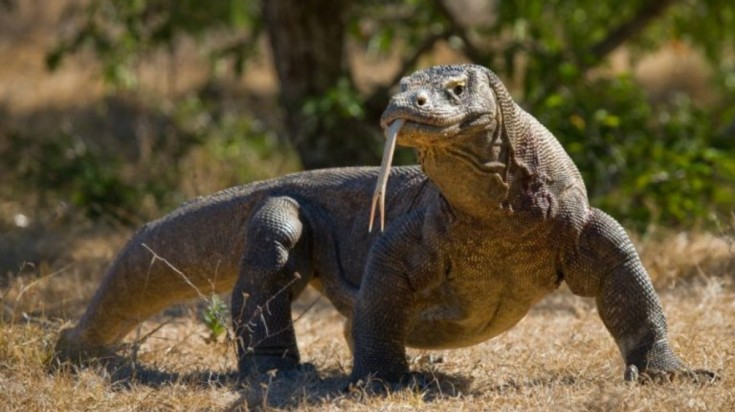 Picture of a Komodo dragon in Komodo Island, Indonesia in May