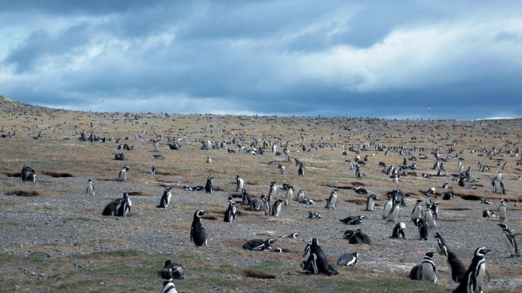 Island Magdalena in Chile