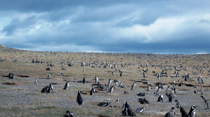 Hundreds of penguins seen in an island in Chile