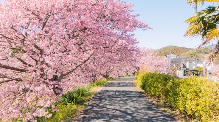 Beautiful nature scenery of cherry blossom in Kawazu.