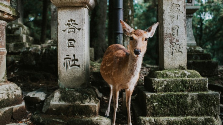 A deer looking into camera in Nara Deer Park, Kyoto, Japan.