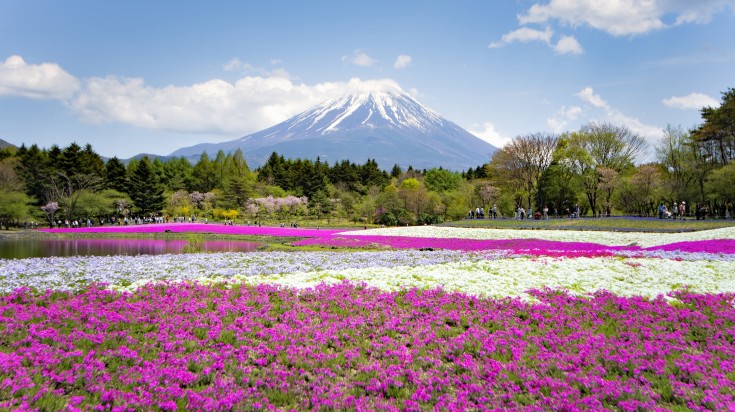 A view of Shibazakura blooming in early May with Fuji Mountain in the back.