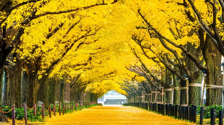 Row of yellow ginkgo tree in autumn in Japan.