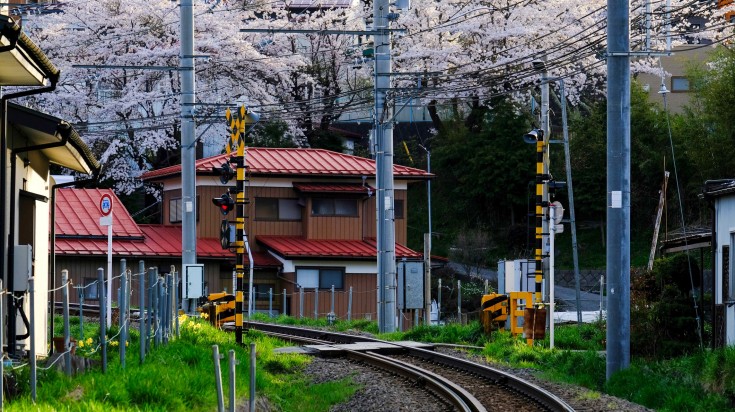 Railway track surrounded by cherry blossom trees in local village in Japan