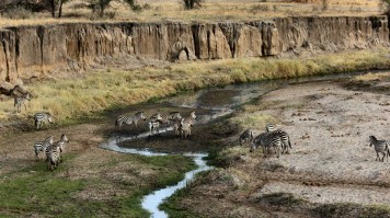 View of Zebras in Tarangire National Park.