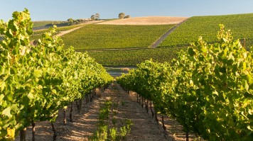 Jordan Vineyards in Stellenbosch