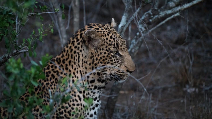 Kapama Game Reserve is a private game lodge in South Africa.