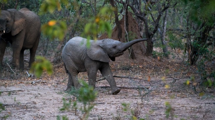 Kapama Game Reserve is a private game lodge in South Africa.