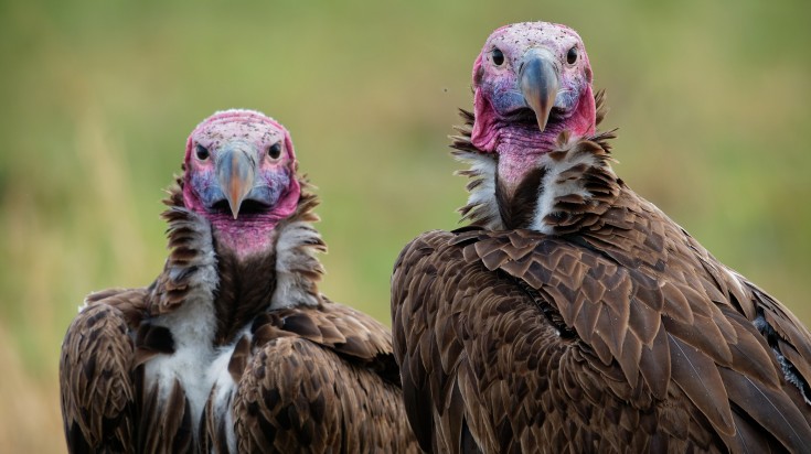 Lappet faced vulture in Kenya