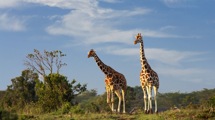 Reticulated giraffes, Kenya in December