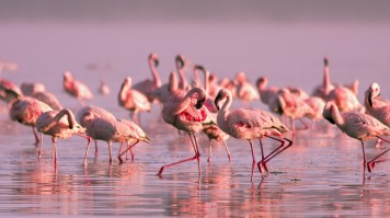 The flocks of lesser and greater flamingos travel to Lake Nakuru in such vast numbers causing the water to turn pink. flamingos in Lake Nayvasha, Kenya in July