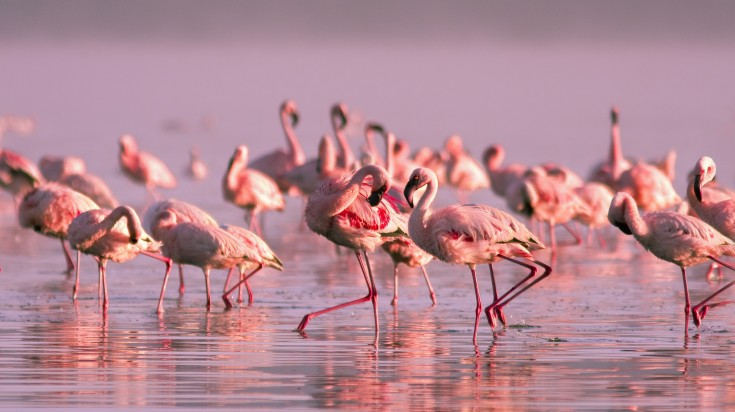 flamingos in Lake Nayvasha, Kenya in July