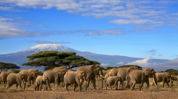 African elephants with kilimanjaro in the backgound in Kenya in November