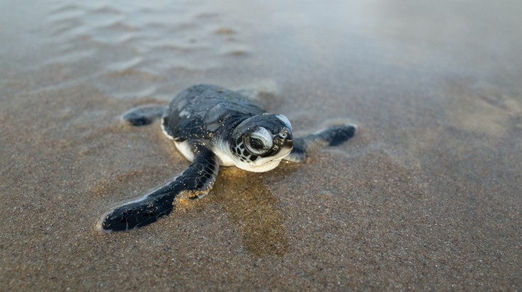 Hatching green turtle crawls across beach in Kenya in September