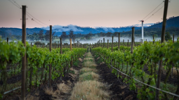 Chilean wine region in Casablanca valley