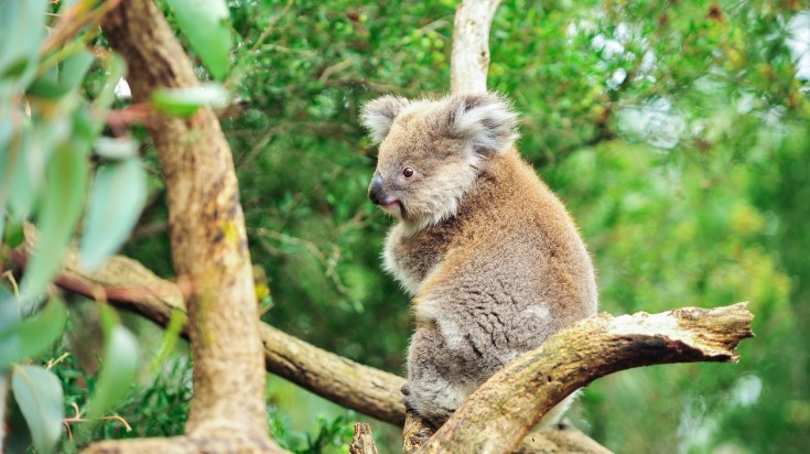 Meeting with kangaroos and koalas is a must thing to do in australia