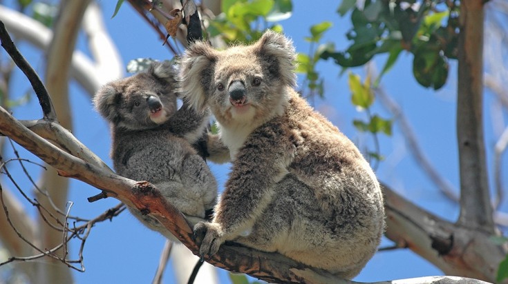 Koalas in national park of Australia