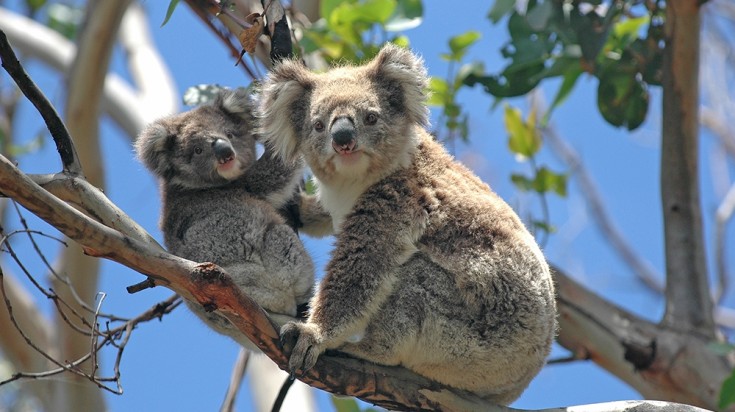 Koalas in national park of Australia on a sunny day.