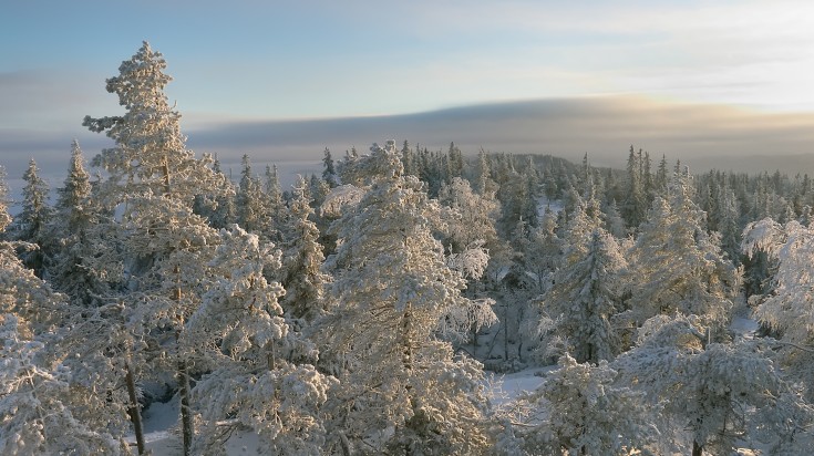 Snow-covered trees around the white, sparkling snow with beautiful sky illuminated by northern sun in Koli National Park. Snow-covered trees around the white, sparkling snow with beautiful sky illu