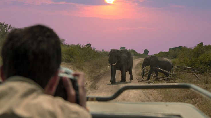 Safari in Kruger National Park