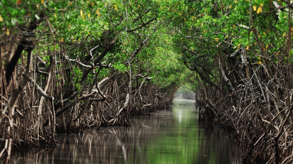 Hasil gambar untuk Mangrove Forest lembongan