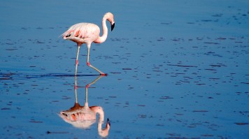 Lesser Flamingo