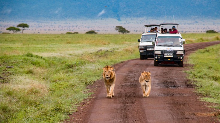 Kenya wildlife safari is famous among locals and tourists equally.