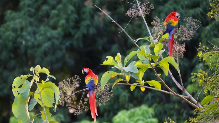 Spotting the bright scarlet macaw is a fun thing to do in Liberia.