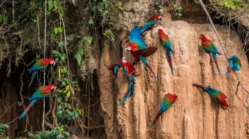 Macaws at Manu National Park in Peru