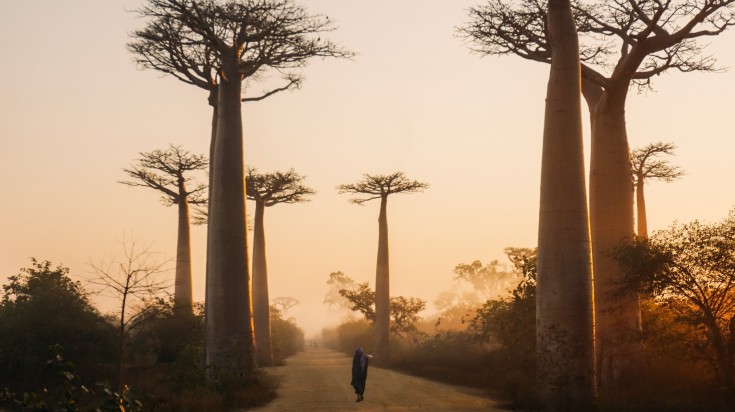 Madagascar is famous for its unique wildlife and its various landscapes