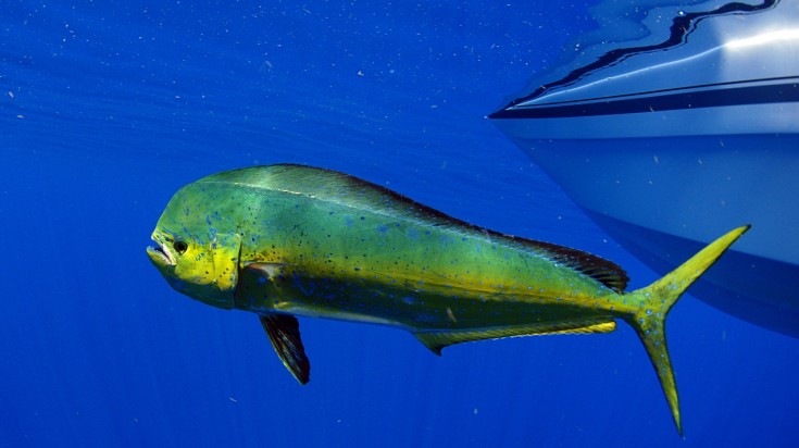 Mahi mahi for fishing in Costa Rica