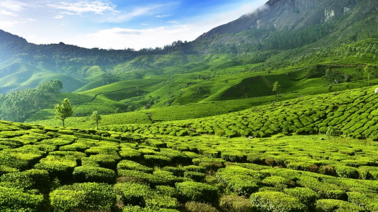 Cameron Highlands