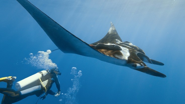 The Giant Manta Ray in Great Barrier Reef