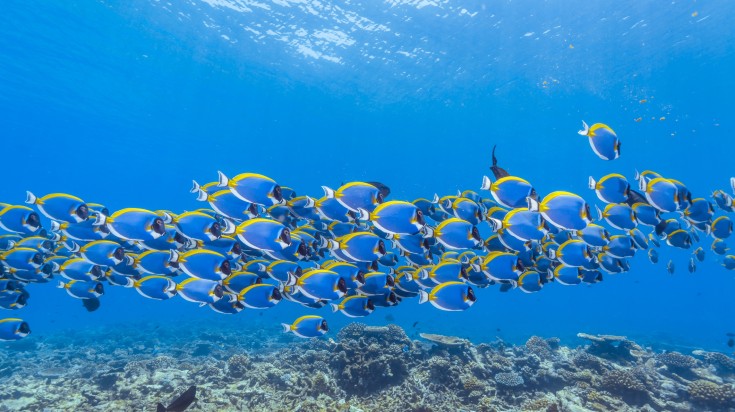 School of Powderblue surgeonfish swimming on calm blue sea in the Maldives.