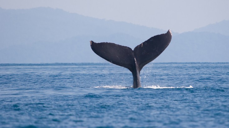 Marino ballena national park known for its common sightings of whales