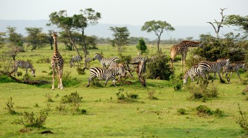 Various animals grazing in the grassland of Mikumi National Park