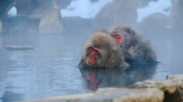 The monkey onsen at jigokudani monkey park